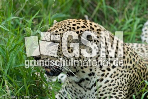 leopard (17 von 60).jpg